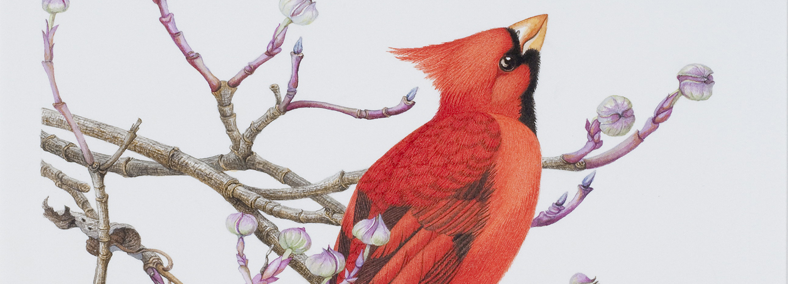 Sallie Middleton: A Life in the Forest