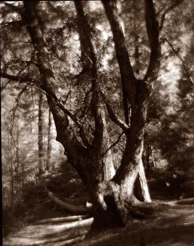 Pictoralist Black Oak, Carbon Transfer Contact Print, 10" x 8"