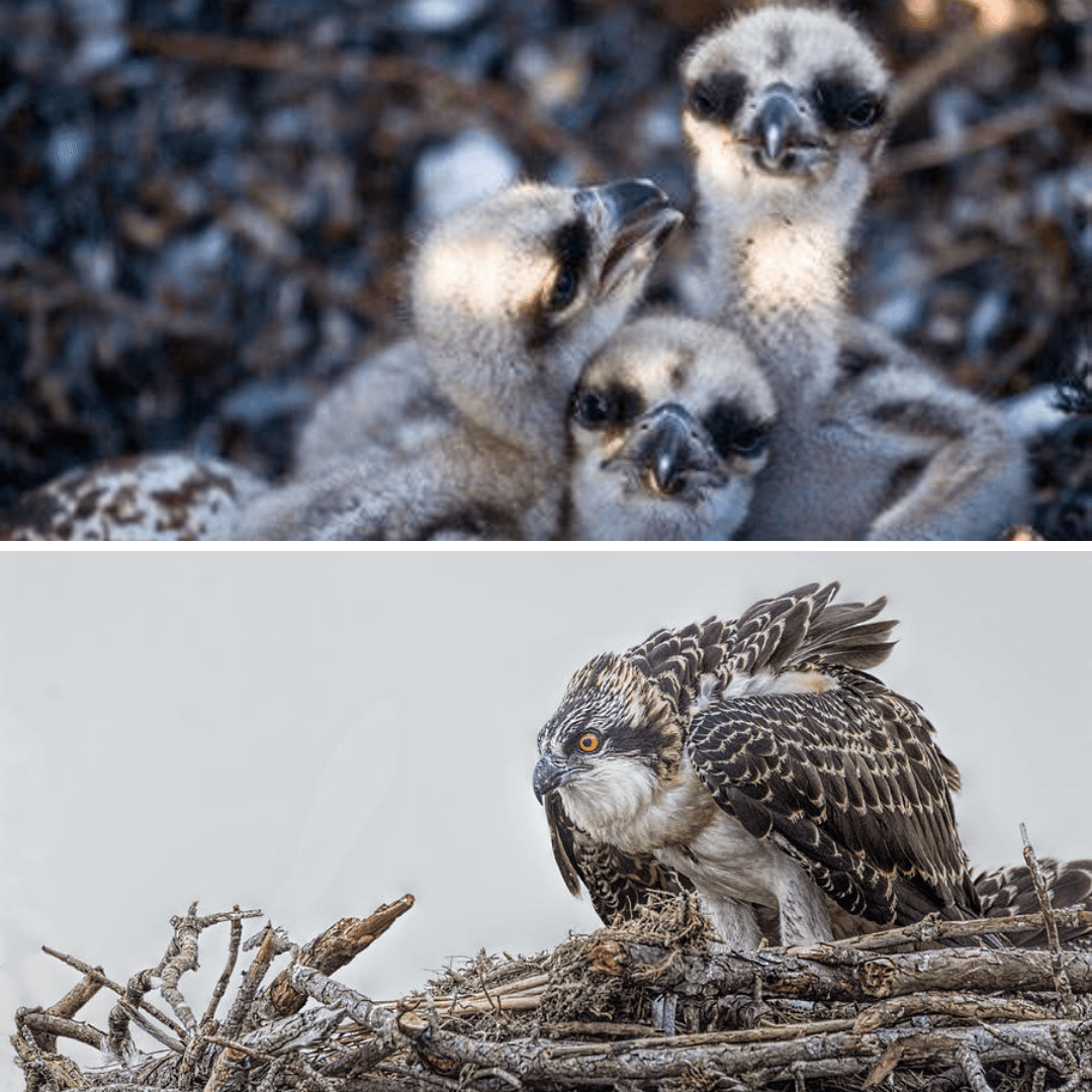 What is the difference between a nestling and a fledgling?