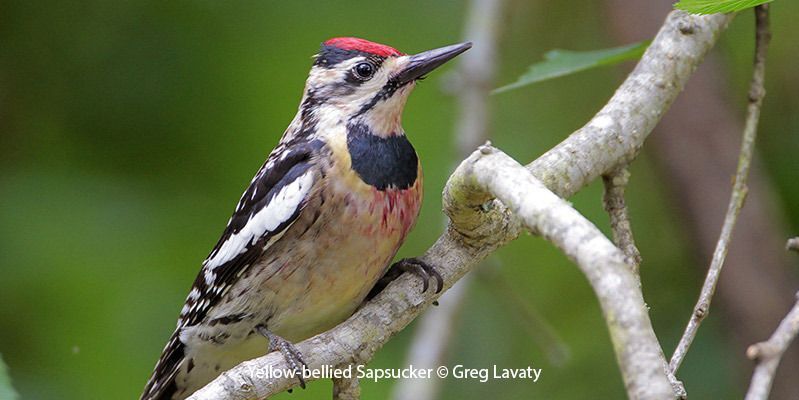 Yellow-bellied Sapsucker