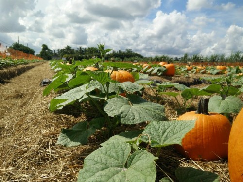 celebrate halfoween by getting your garden in gear!