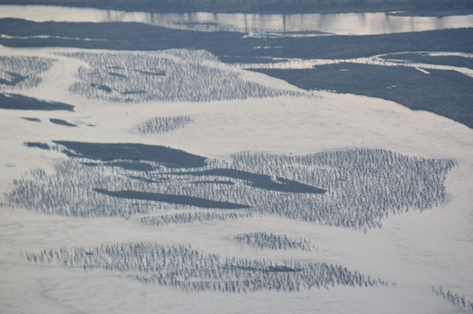 Sandhill Crane Count Week 7 - 2019