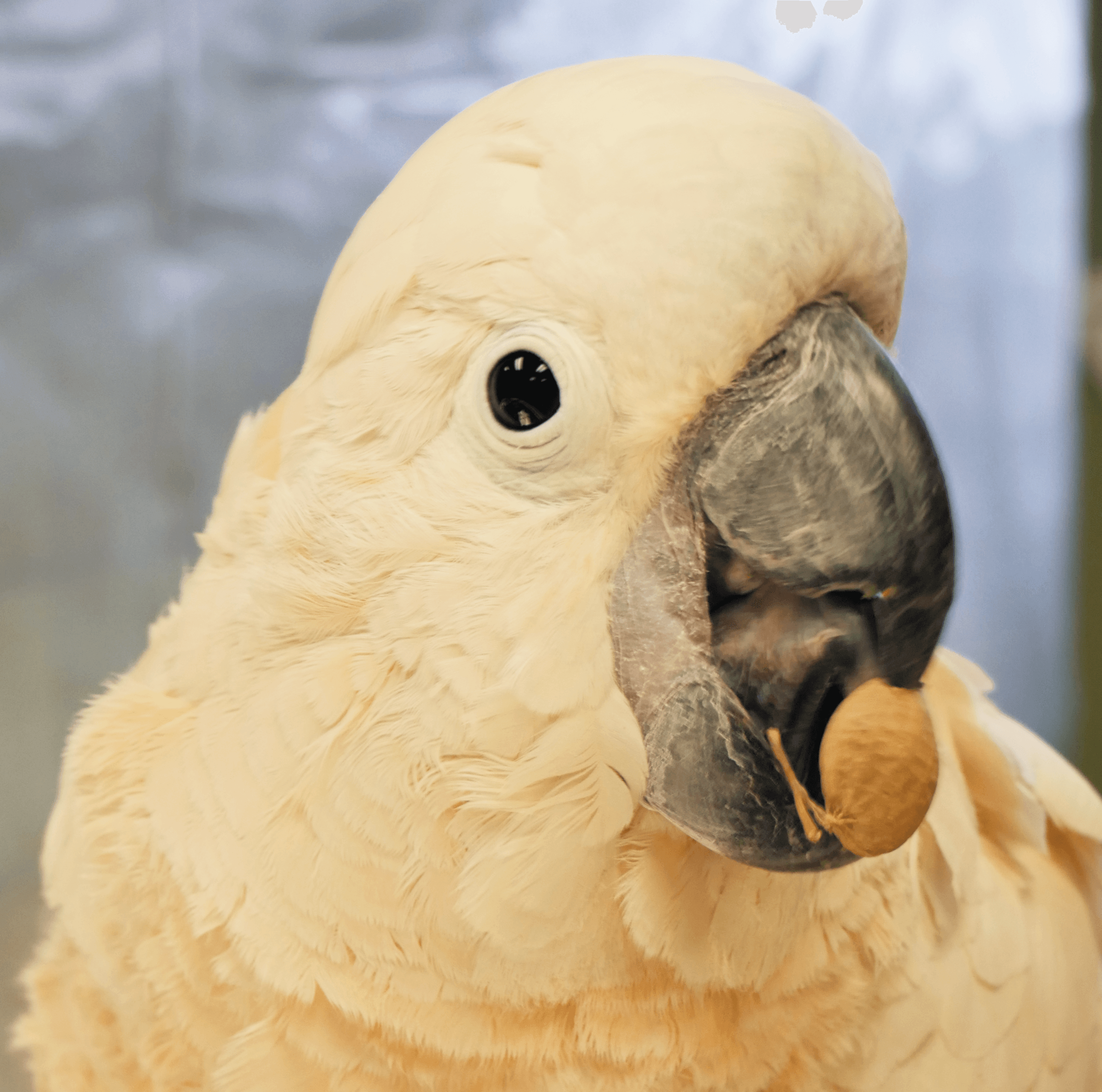 Salmon-Crested Cockatoo | TAJI