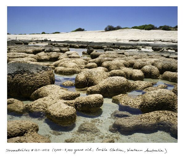 5. Stromatolites: 2,000-3,000 years old (Carbla Station, Western Australia)