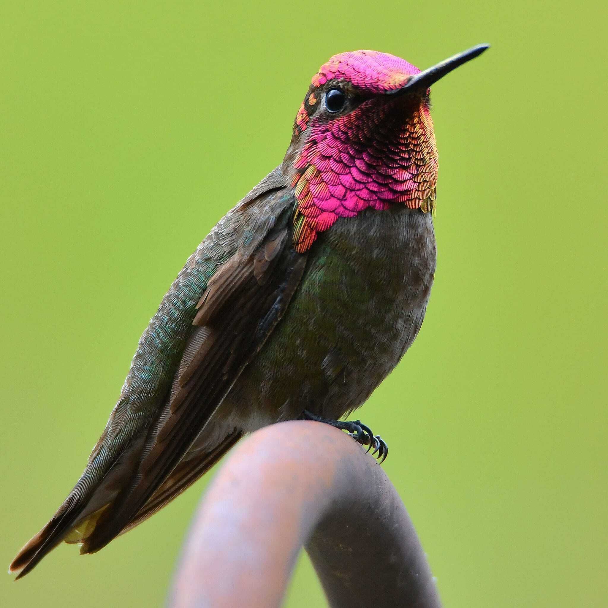 Anna's Hummingbird in San Diego by Catherine Werth