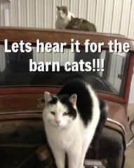 Working Barn Cats