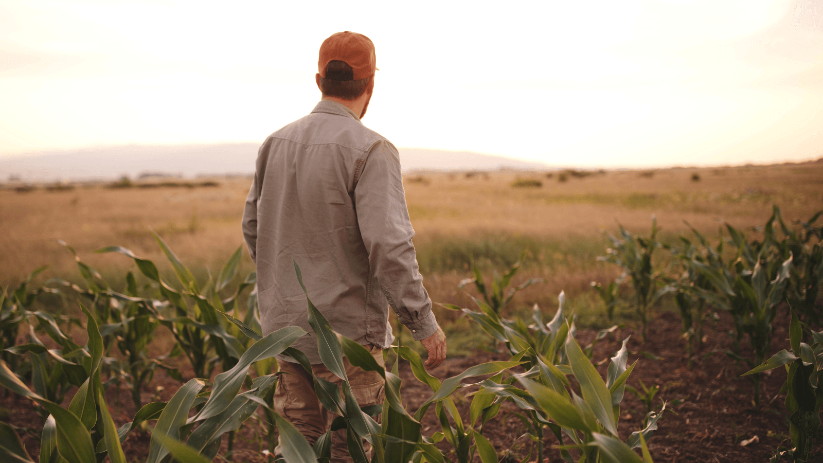 Farmer standing in corn field