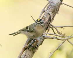 Golden-crowned Kinglet