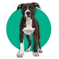View Adoptable Dogs