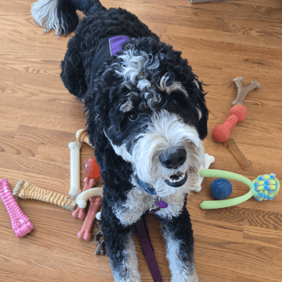 Looking for Cosmo's Perfect Match