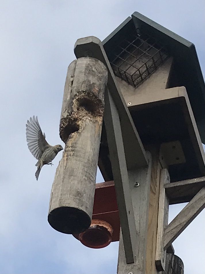 Bird Watching with the Wild Bird Connection