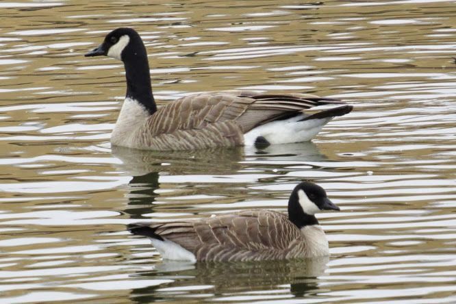 DeSoto NWR and Lake Manawa offer winter waterfowl watching