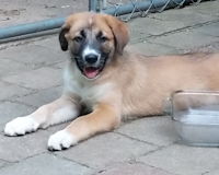 Canyon - ADOPTED