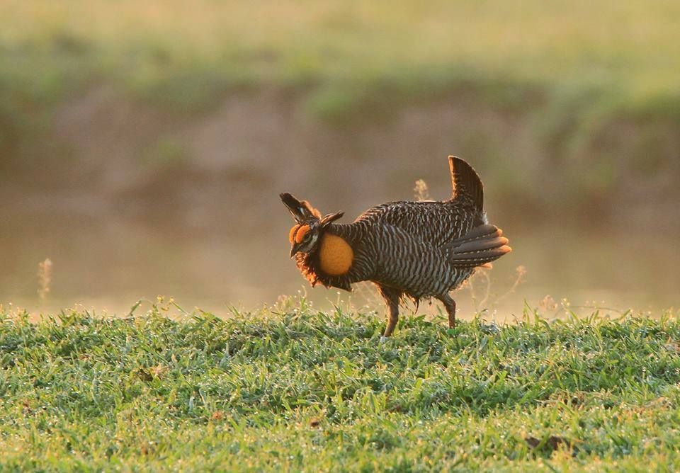 Attwater’s Prairie-Chicken