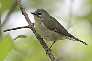 Black-throated Blue Warbler