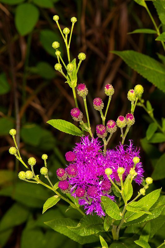 Missouri Ironweed
