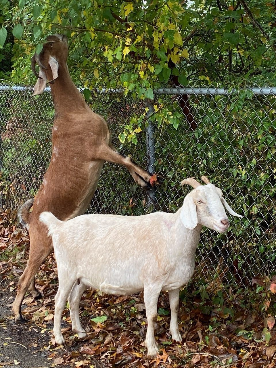 Two goats. One goat is eating leaves