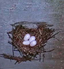 Chimney Swift Nest