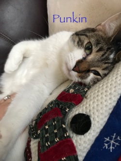 Punkin