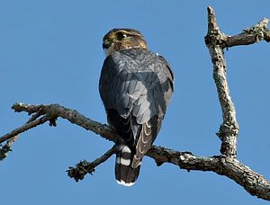 Beak of the Week: Merlin