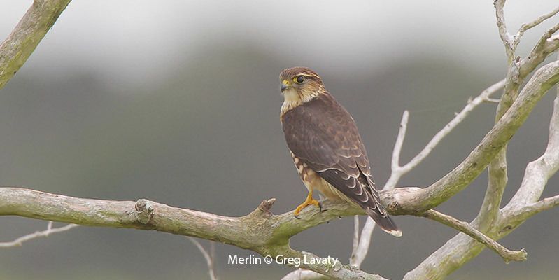 Merlin