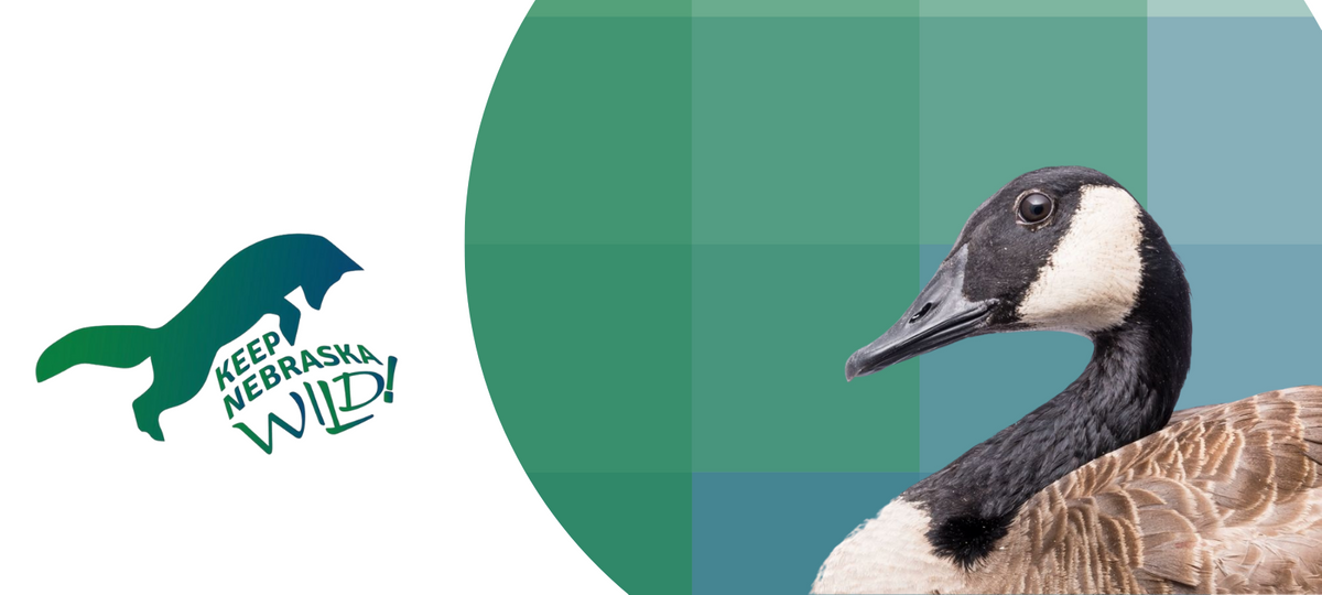 Wildlife Rescue, Rehabilitation & Education in Nebraska