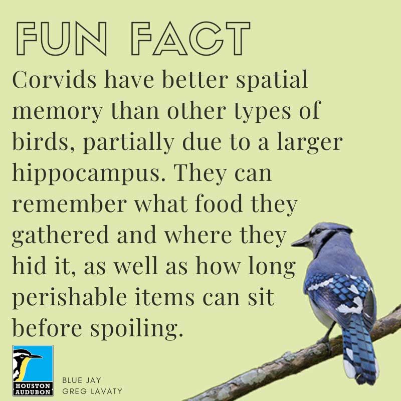 Corvids fun fact