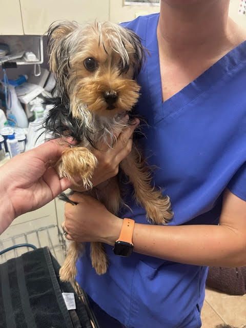URGENT: Lilly