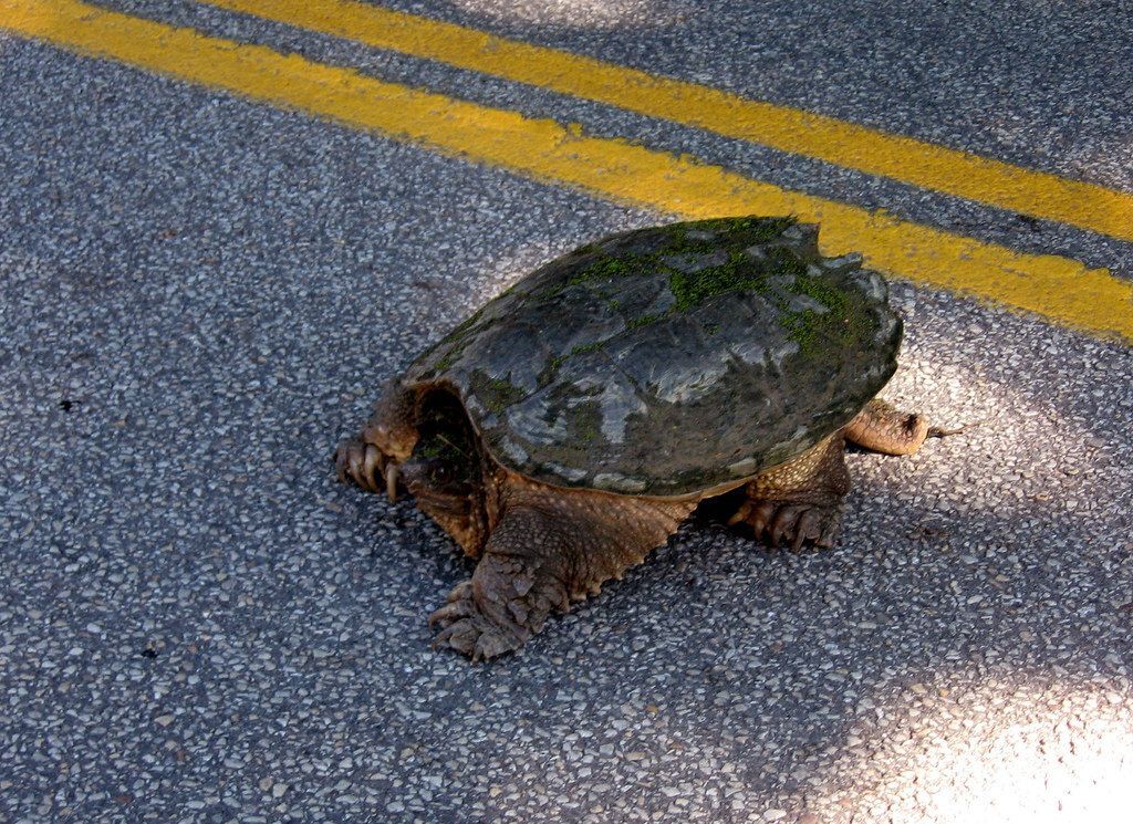 snapping turtle