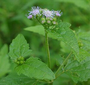 Blue Mistflower