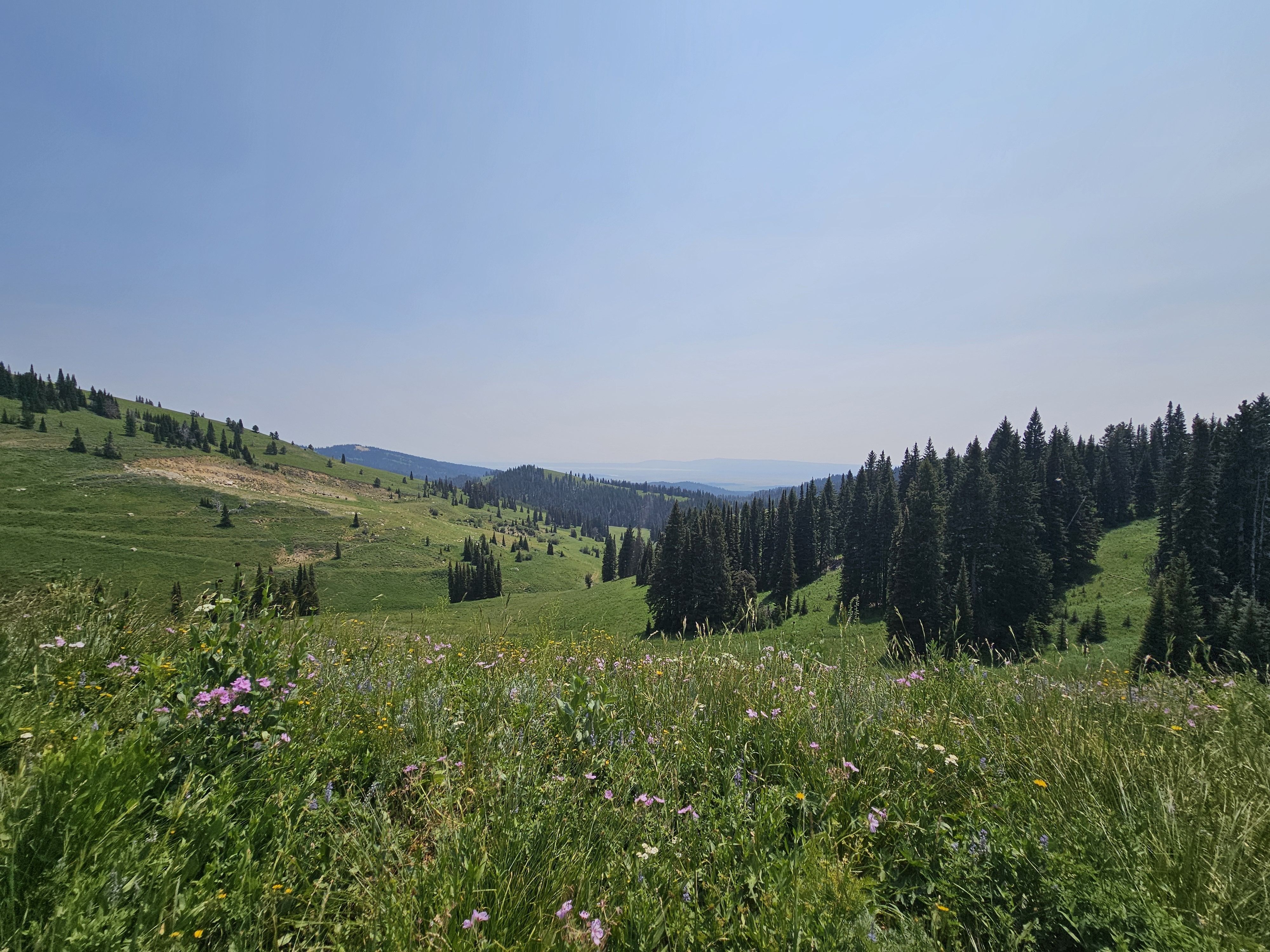 A mountain field with wildflowers under a blue sky