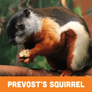 Prevost's Squirrel