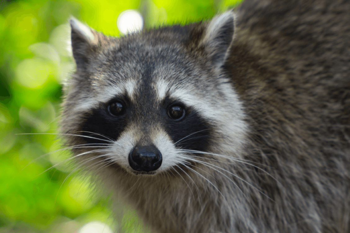 Help Critters (and Keep Your Home Safe) This Winter