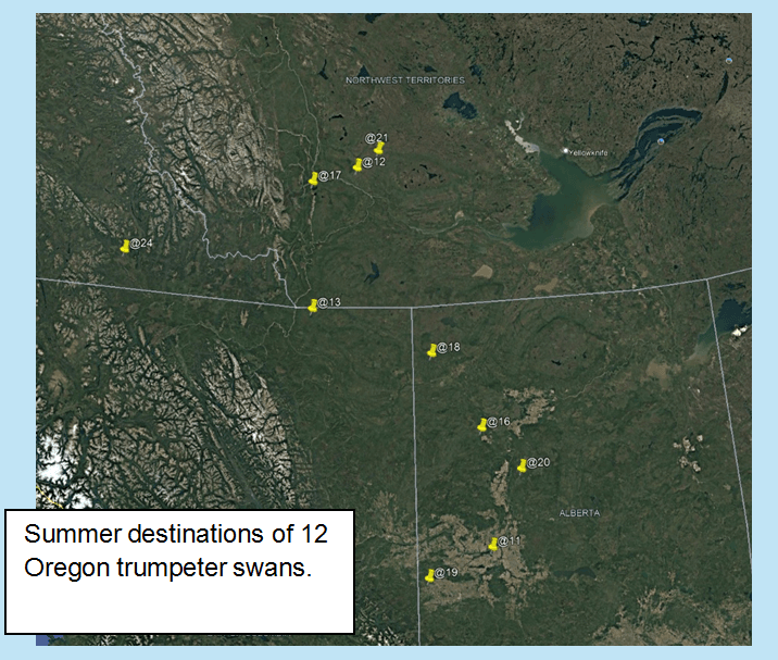 Oregon GPS swans summer locations