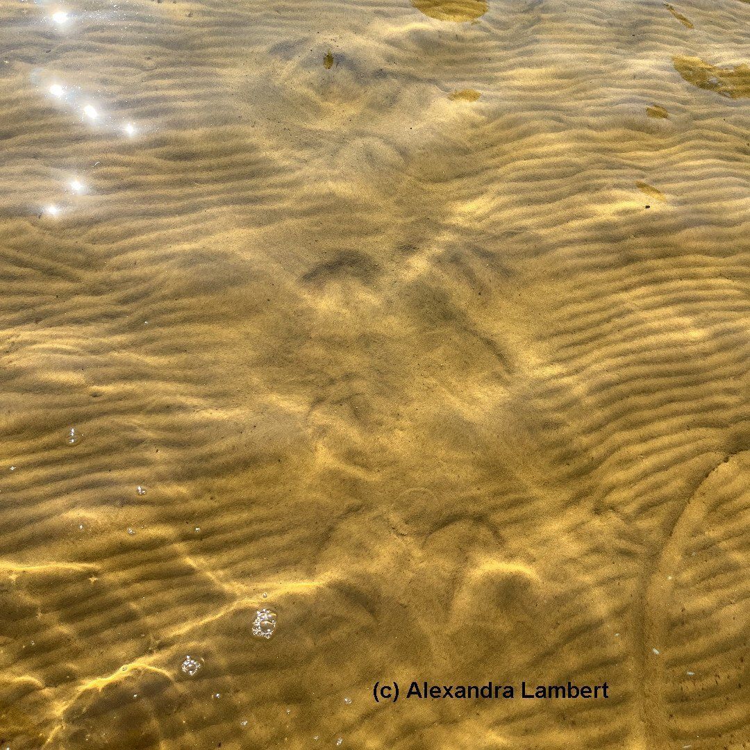 Swan footprints in shallow water