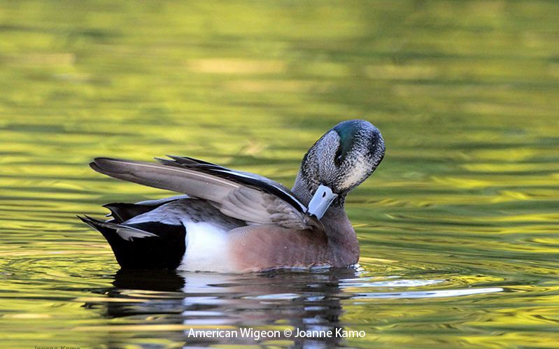 American Wigeons