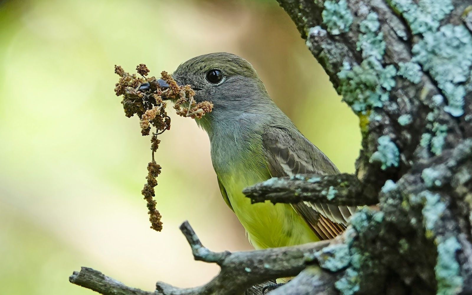 A Great Crested Flycatcher carries a beak full of nesting material back to its cavity in a dead tree. This is one of over 230 species known to have nested in Oklahoma.