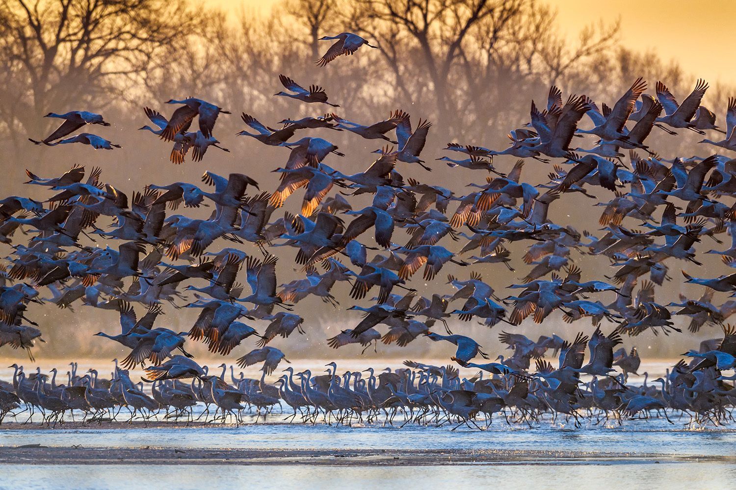 Dozens of Sandhill Cranes taking flight from the Platte River at sunrise