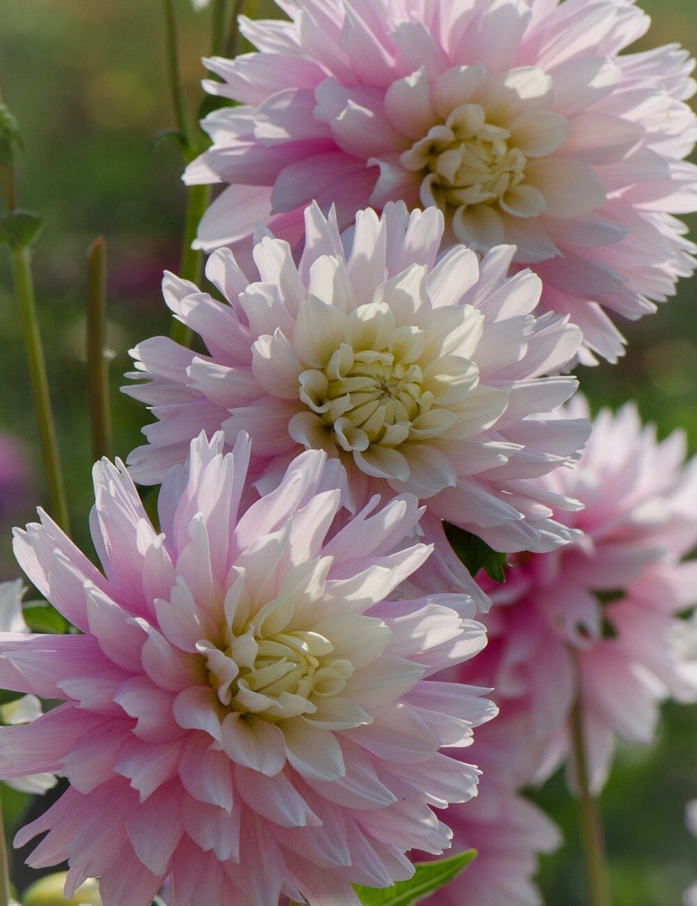 Growing Fabulous Dahlias