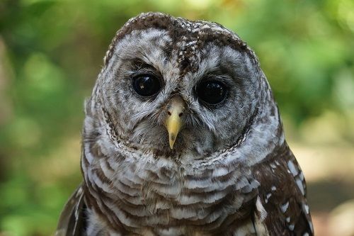 Audubon Ambassador Barred Owl