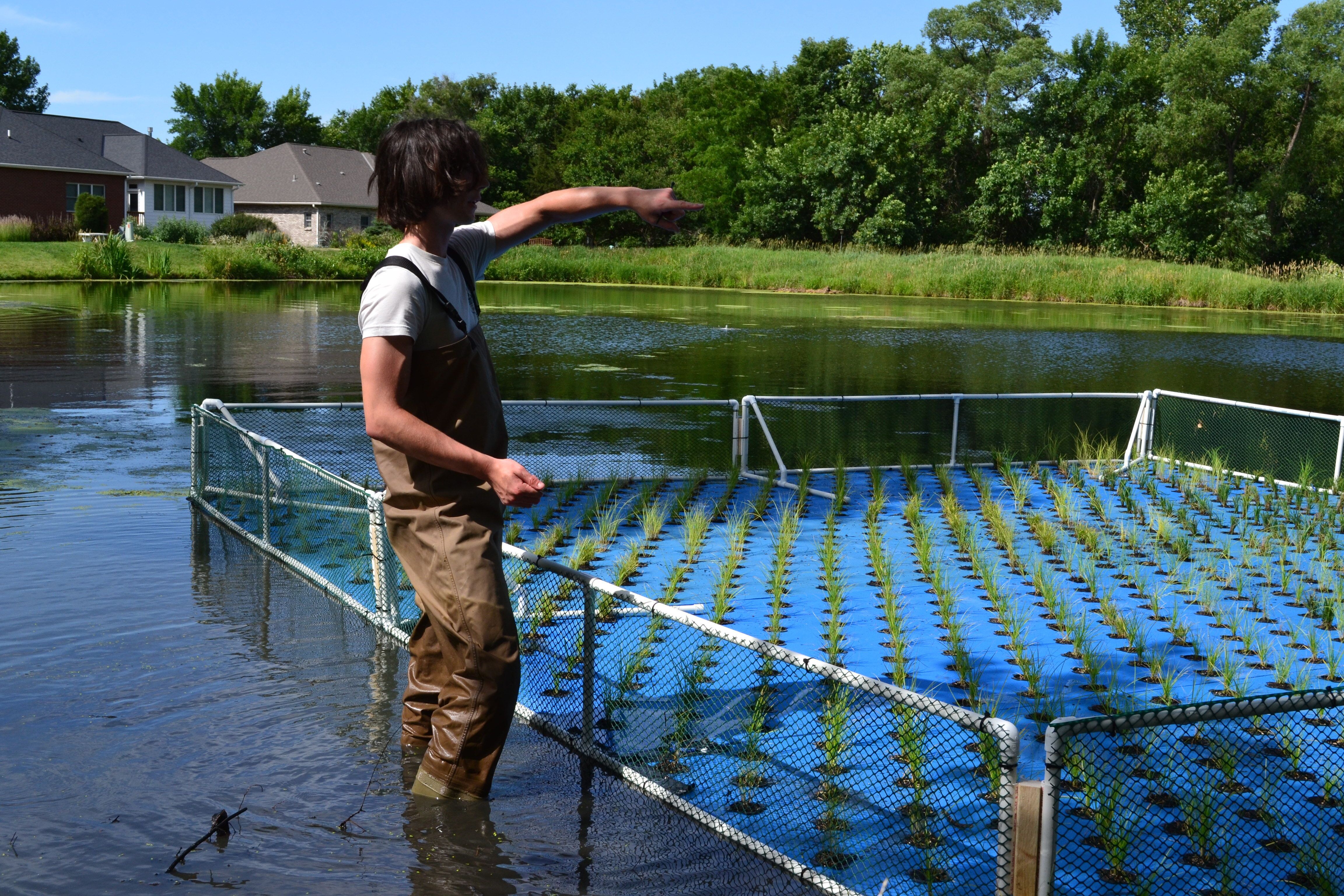 UNL student Calen Pollard helps to install a floating wetland in a Lincoln pond. 
