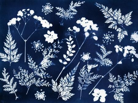 Cyanotype Workshop