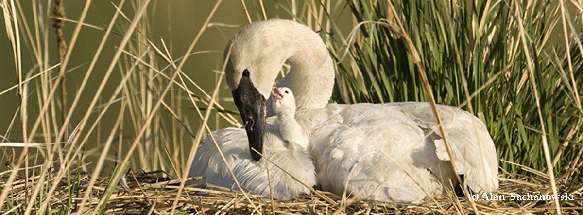 The Trumpeter Swan Society works across North America on Trumpeter Swan issues, restoration and management. We are the only non profit organization to work across North America on swan issues. In 2018, we celebrate 50 years of assuring the vitality and we