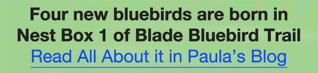 Click this image to download a blog by Paula on the birth of four new bluebirds in our bird houses