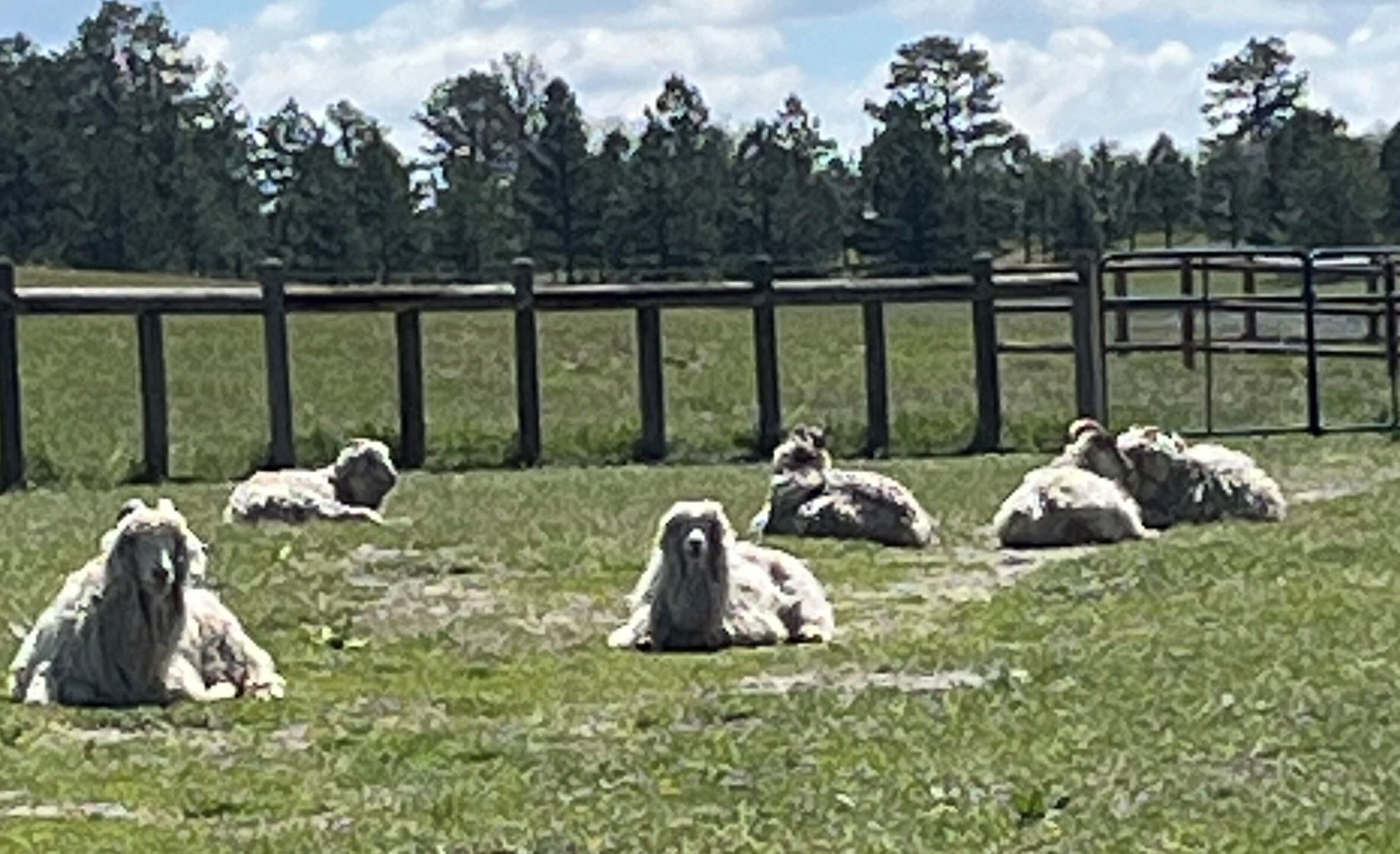 Farm Animal Facts & Myths: Separating Truth from Fiction
