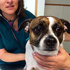 Vaccination Clinic