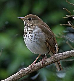 Hermit Thrush