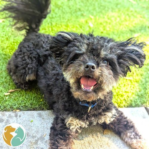 PEPPER - Adopted 5/22!