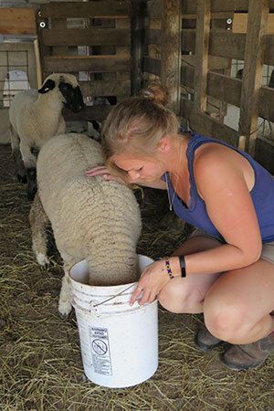 Alice Giles of Devon, England feeds a lamb at the Peterson farm