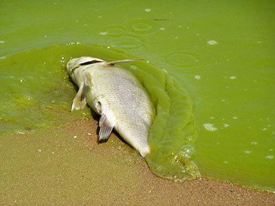 Dead fish floating in green algae water.